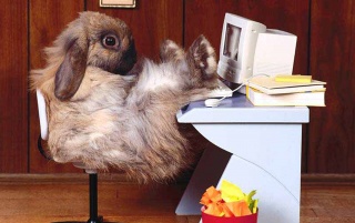 https://road.cc/wp-content/uploads/roadcc/pc bunny.jpg